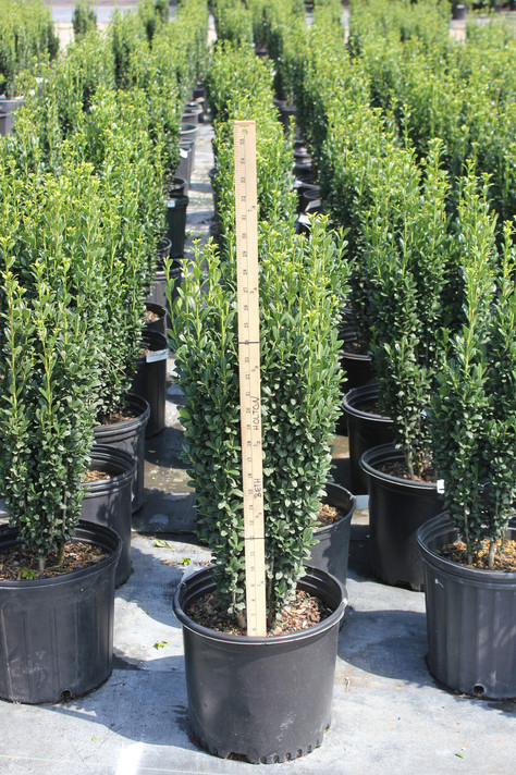 Ilex Sky Pencil (Japanese Holly)