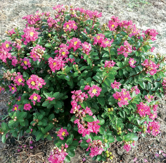 Lagerstroemia Pocomoke (Crape Myrtle)