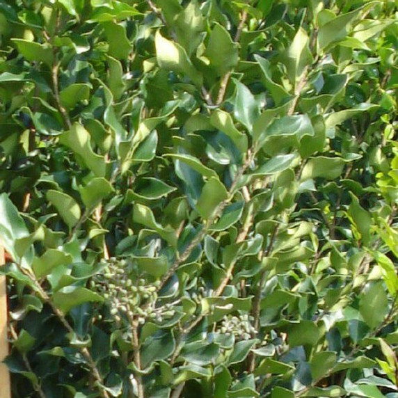 Ligustrum Recurvifolium (Privet)