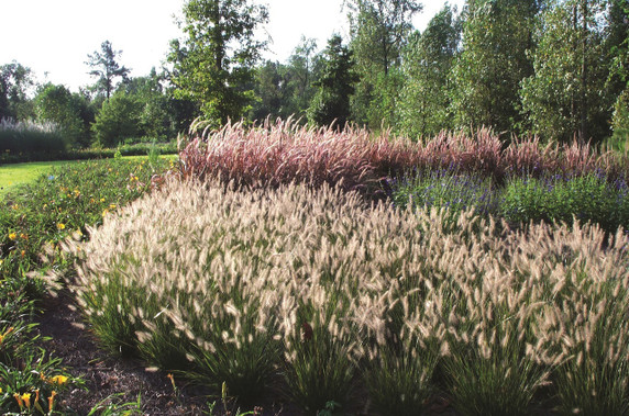 Pennisetum Hameln