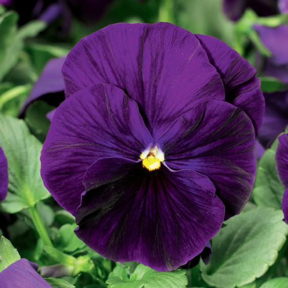 Pansy Delta™ Premium Pure Violet