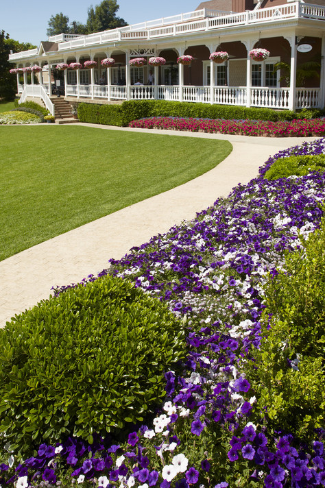 Petunia Supertunia® Royal Velvet®