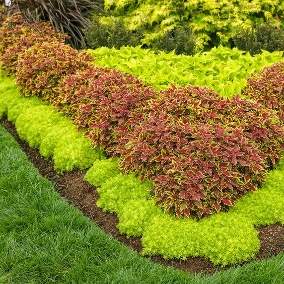 Sedum Lemon Coral®