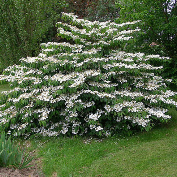 Viburnum Mariesii