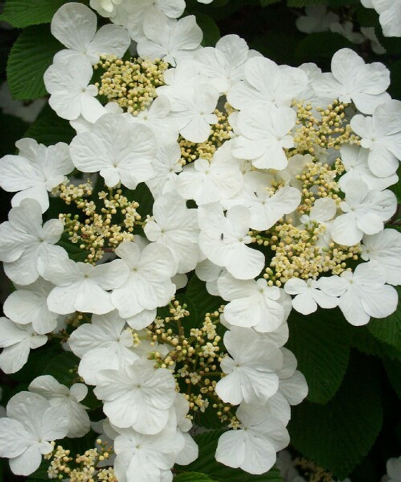 Viburnum Mariesii