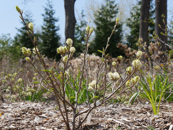 Fothergilla Legend of the Fall®