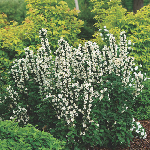 Philadelphus Illuminati Tower™