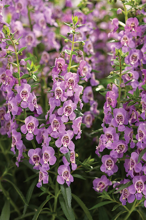 Angelonia Angelface® Steel Blue (Summer Snapdragon)