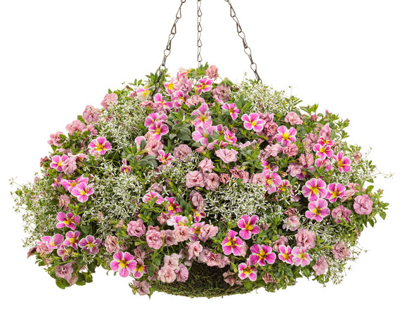 Calibrachoa Superbells® Holy Cow!™