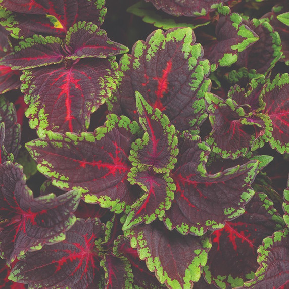 Coleus Colorblaze® Torchlight™