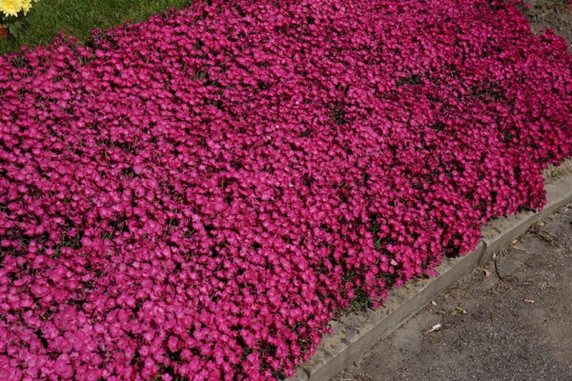 Dianthus Vivid™ Bright Light