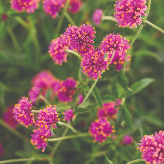 Gomphrena Truffula™ Pink (Globe Amaranth)