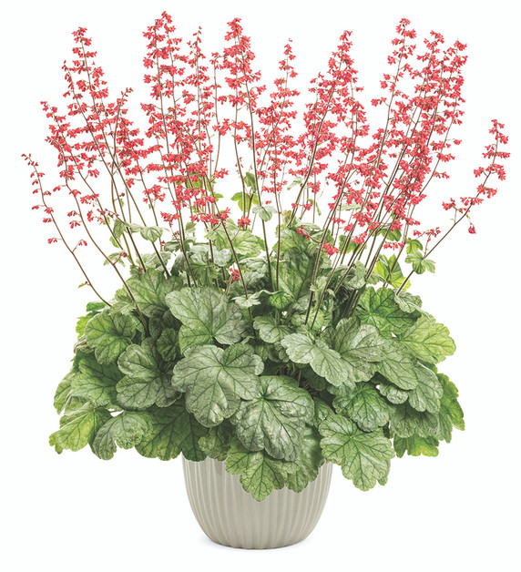 Heuchera Dolce® Spearmint