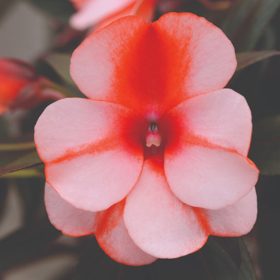 Impatiens Clockwork™ Orange Stripe