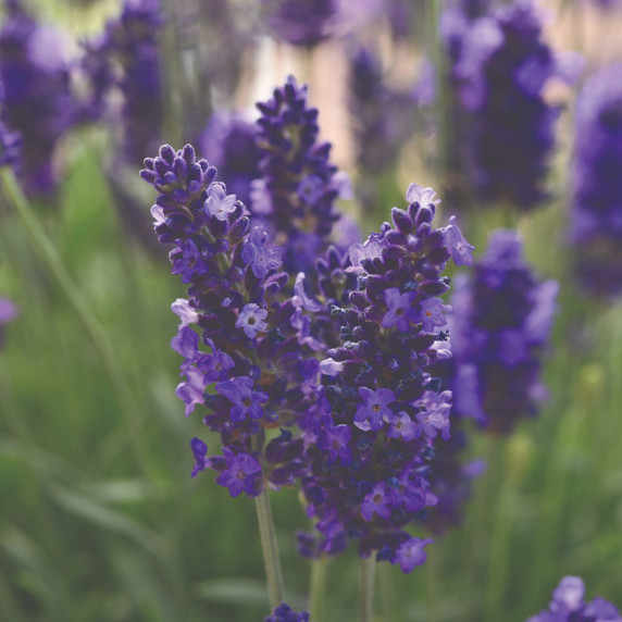 Lavandula Blue Spear