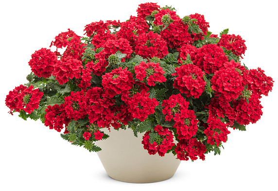 Verbena Superbena® Red