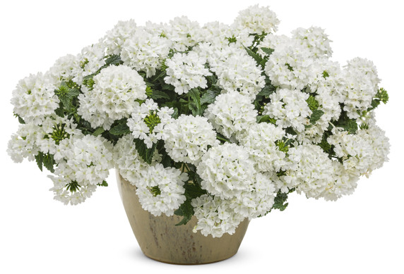 Verbena Superbena® Whiteout™