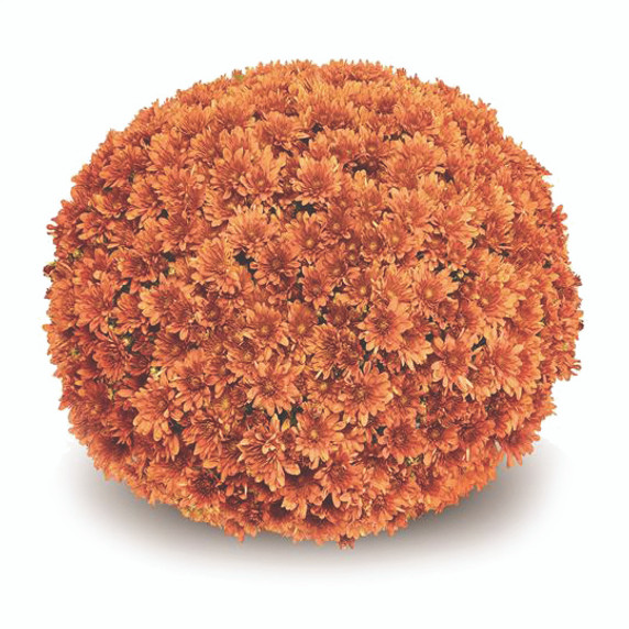 Belgian Mums® Arluno Orange