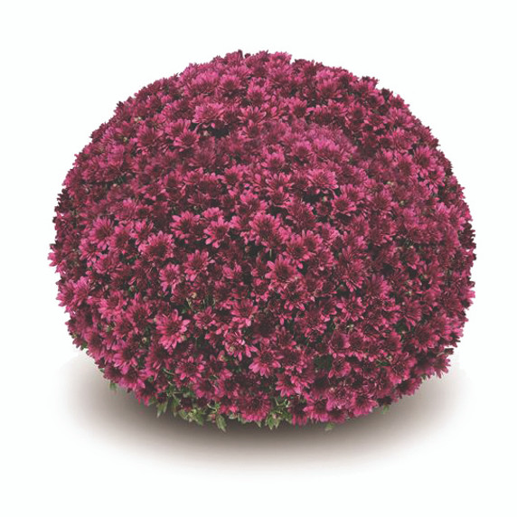 Belgian Mums® Arluno Purple