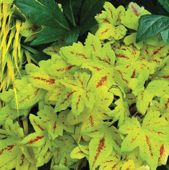 Heucherella Sunrise Falls