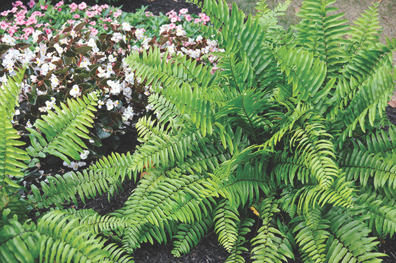 Nephrolepis biserrata (Macho Fern)