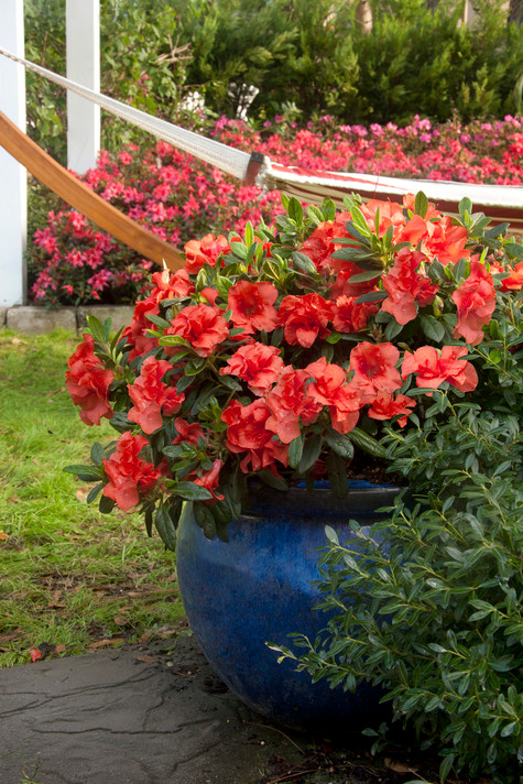 Azalea Autumn Embers™