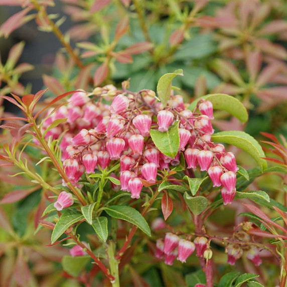 Pieris Interstella®