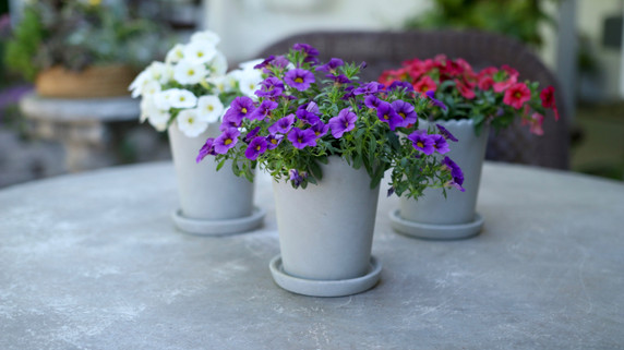 Calibrachoa Superbells® TableTop™ Blue