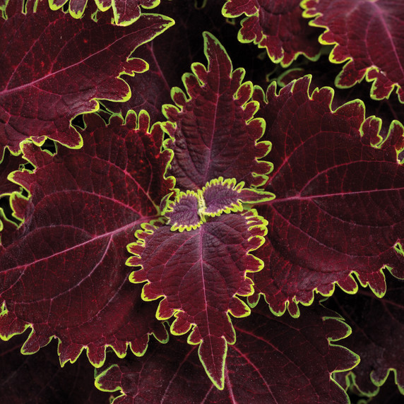 Coleus ColorBlaze® Wicked Witch™