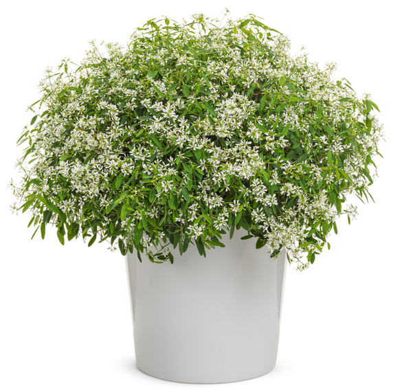 Euphorbia Diamond Snow®