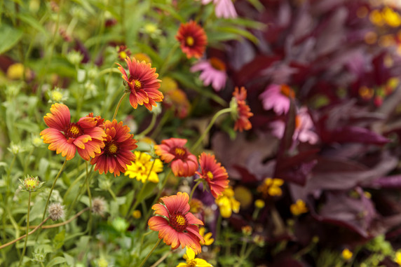 Gaillardia Heat it Up™ Scarlet (Blanket Flower)