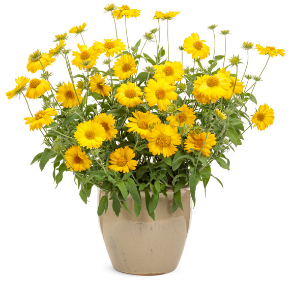 Gaillardia Heat it Up™ Yellow (Blanket Flower)