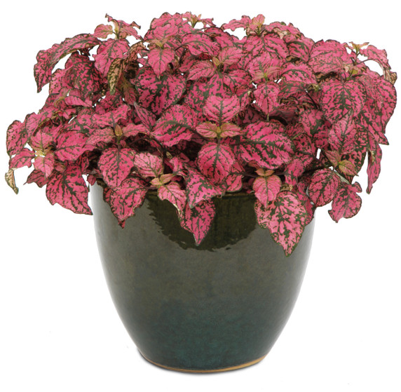 Hypoestes Hippo® Rose (Polka Dot Plant)