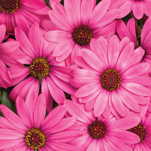 Osteospermum Bright Lights™ Berry Rose (African Daisy)