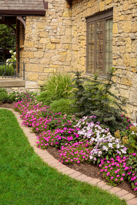 Pentas Sunstar™ Lavender