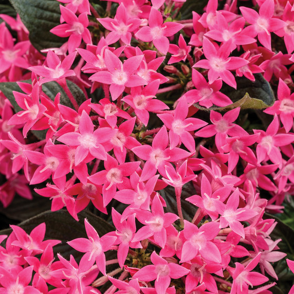 Pentas Sunstar™ Rose