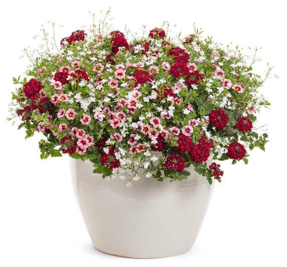 Verbena Superbena® Royale Romance