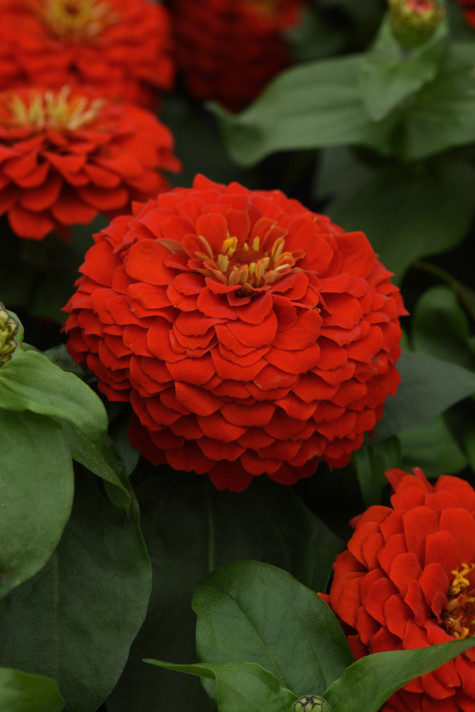 Zinnia Zesty™ Scarlet