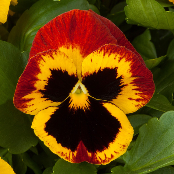 Pansy Majestic Giants II Fire With Blotch