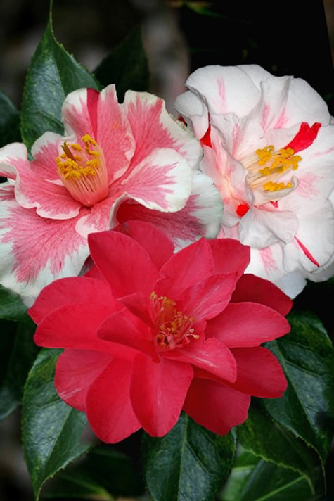 Camellia Lady Vansittart