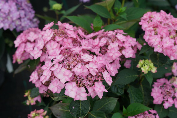 Hydrangea ser. Let's Dance Can Do!®   