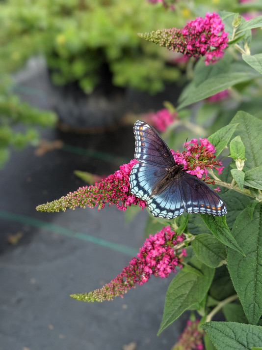 Buddleia Lo & Behold Ruby Chip®