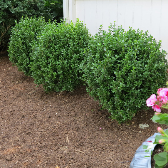 Buxus NewGen Freedom®