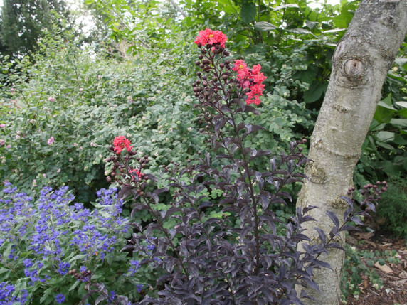 Lagerstroemia Center Stage™ Red (Crape Myrtle)
