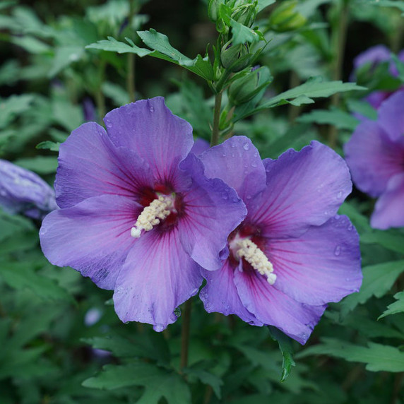 Hibiscus Paraplu Violet®