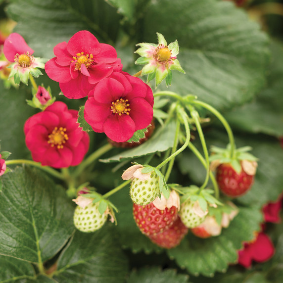 Fragaria Berried Treasure® Red (Strawberry) 