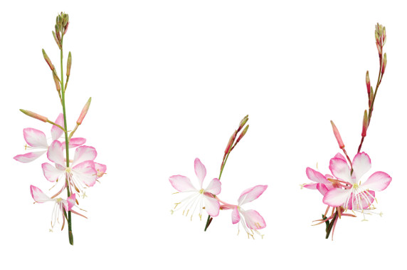 Gaura lind. Stratosphere™ Pink Picotee