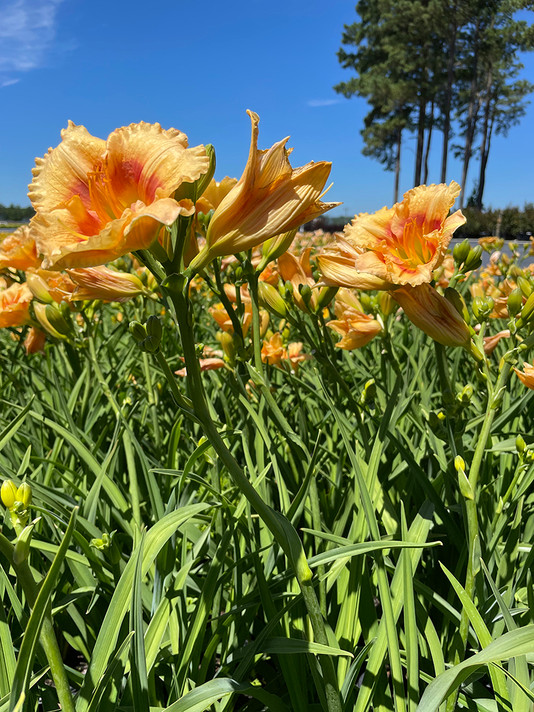 Hemerocallis Playground (Daylily)