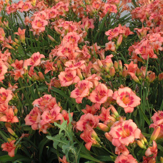 Hemerocallis Strawberry Candy (Daylily)