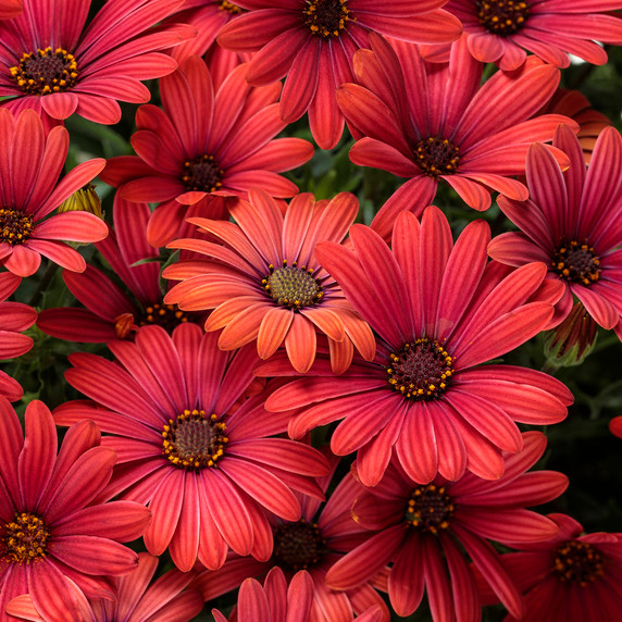 Osteospermum Bright Lights™ Red (African Daisy)